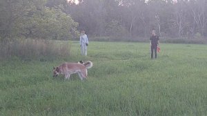 В полевых условиях