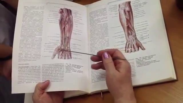 Артерии и вены верхней конечности   д м н , проф  Романюк С Н