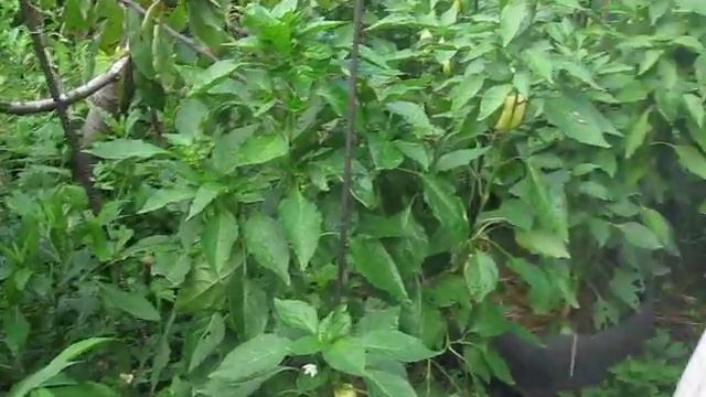 ЖИВЫЕ ЭМ-БАКТЕРИИ ДЛЯ САДА И ОГОРОДА смотреть онлайн