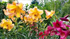 Моя коллекция редких хвойных растений и не только! Часть Последняя! Обзор сада. 28 Июля 2023г