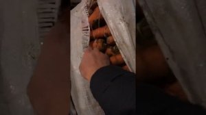 МОРКОВЬ КОРДОБА Ф1