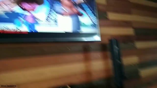 Кот Саванна: смотрит телевизор смотреть онлайн