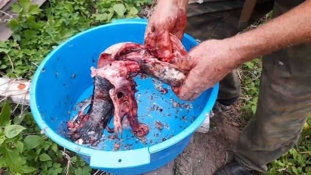 батя разделывает змейголова (snakehead)
