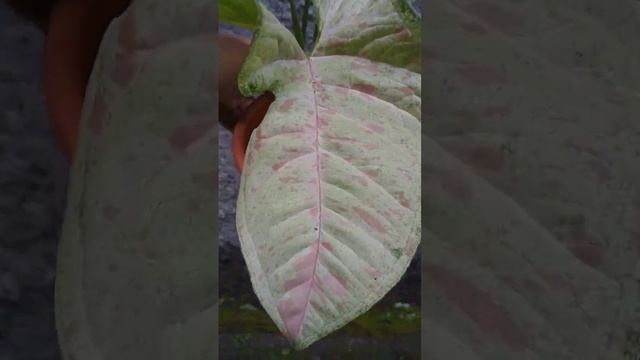 Syngonium Confetti For Sale #tanamanhias #syngonium смотреть онлайн