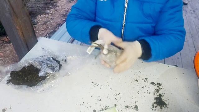 Вера Глухова посылка с гортензиями ???   #черенкование #гортензия #метельчатаягортензия