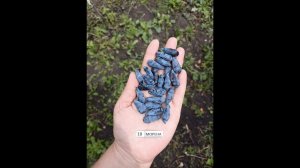 МОРЕНА сорт жимолости прекрасного вкуса и убирается стряхиванием