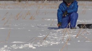 Ловля крупного окуня на мормышку. Зимняя рыбалка.