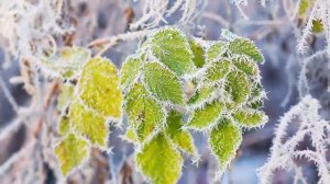 Аутофагия Польза однодневных голоданий! Голодание   легкий способ одного дня!