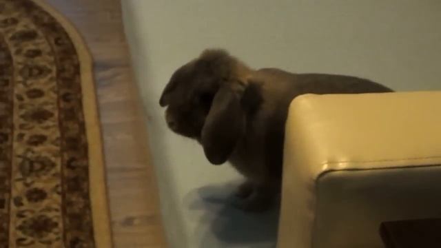 Домашний кролик смотреть онлайн