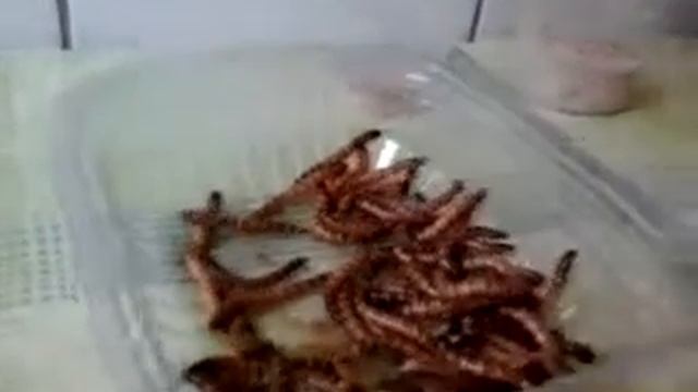 Tenebrio Molitor e Tenebrio Gigante смотреть онлайн