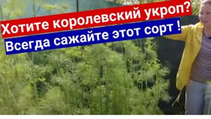 Этот сорт укропа всегда растет щеткой! Самый неприхотливый, ароматный и урожайный #укроп