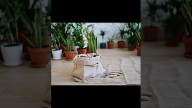 Уход за комнатными растениями. Грибковые заболевания.