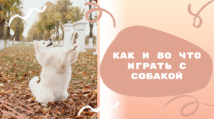 Как и во что играть с собакой