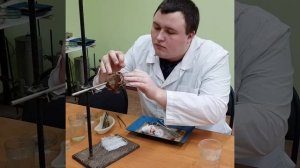 Нервно-мышечный препарат лягушки (закрепление на штатив для проведения опыта по рецептивным полям)