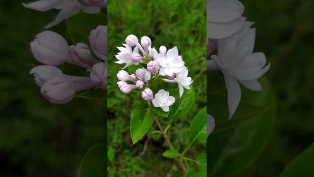 Сирень / Тарас Бульба