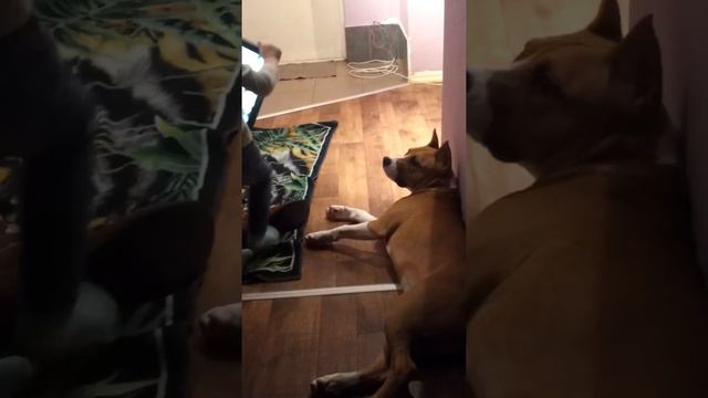 амстафф смотреть онлайн