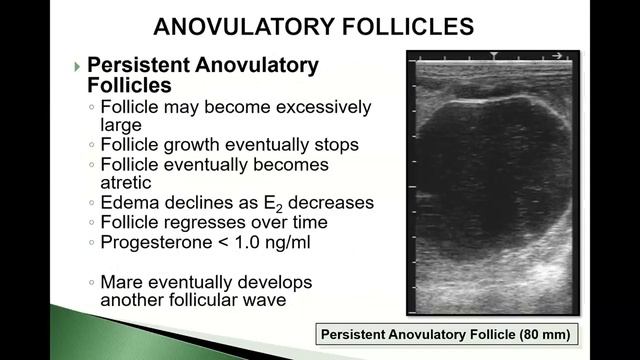 Hemorrhagic Follicles Clinical Cases in Equine Reproduction Vol# 7 смотреть онлайн