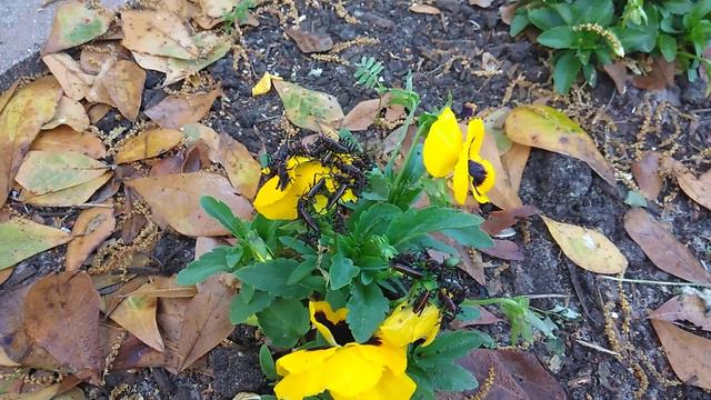 Черные кузнечики напали на фиалки. Помогите! смотреть онлайн
