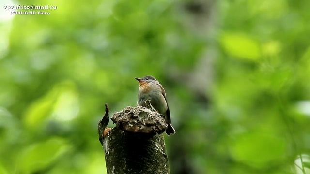 Ficedula parva (Red-breasted Flycatcher, Малая мухоловка) Moscow HD 2016 смотреть онлайн