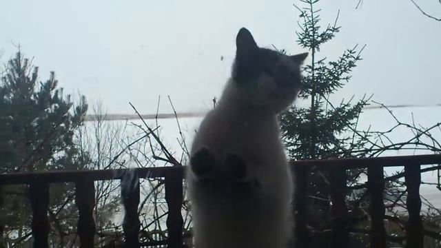 Let me in!! 中に入れて！！ смотреть онлайн