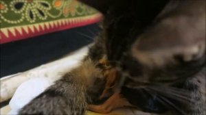 Роды у кошки вживую онлайн, как правильно подготовиться к принятию родов