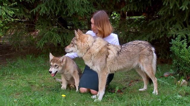 Волкособ - ТВЦ - "Забавные животные" смотреть онлайн