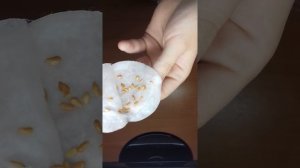 Посадка семян розы Шаг 2. Часть 1.