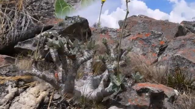 The Most Beautiful Pachypodium Densiflorum Plant смотреть онлайн