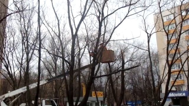 Вырубка деревьев на Ярославском шоссе