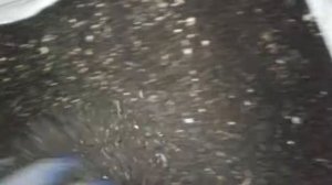 Обзор ящика с мальками дендробены