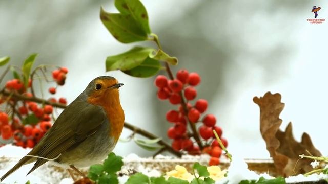 Песня Соловей соловушка, поет гармонист Александр Пахомов автор музыки и слов Наталия Максимова смотреть онлайн