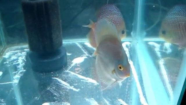 Web Majestic e Blue Diamond Discus смотреть онлайн