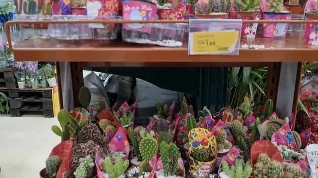 SUCULENTAS E PLANTAS BARATAS - COMECE A SUA COLEÇÃO! смотреть онлайн