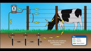 Электропастух пришёл, медведь ушёл #6