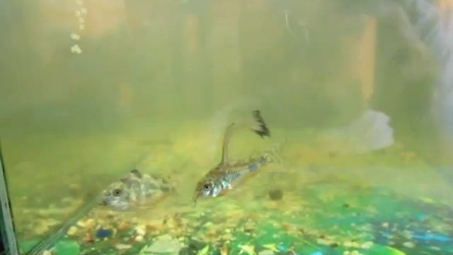 Нерест крапчатых сомиков смотреть онлайн