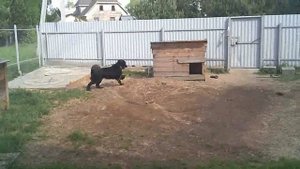 Душ для собаки.mp4