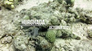 October 2021, Hurghada, Diving  videos