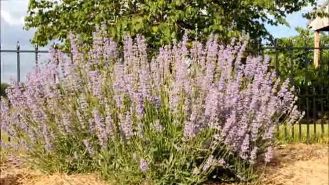 Bees Working Lavender смотреть онлайн
