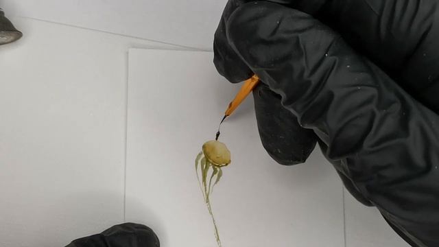 Bидеоурок. Простой способ нарисовать одуванчик. Мастер-класс по росписи на ногтях. Невская палитра. смотреть онлайн