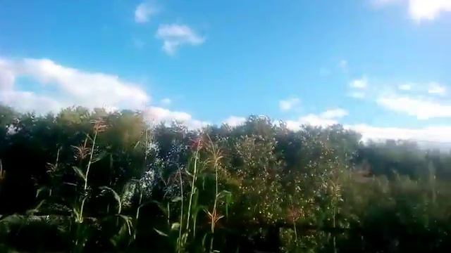 VLOG На даче :3/Корса молодец смотреть онлайн