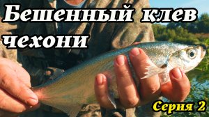 Рыбалка на Дону в августе Серия 2 Ловля чехони на фидер