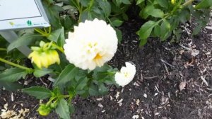 DAHLIA SNOW FLAKE IN PAK VORDENSTEIN 2022