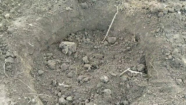 Пересадка черенков красной смородины первого года. смотреть онлайн