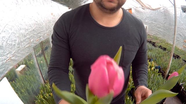 Вирощування тюльпанів. Тюльпан Хепі Фемелі. Tulips Happy Family / Выращивание тюльпанов.