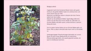 Rose Constanze Mozart | Kordes | gartenfein [HD]