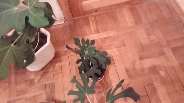 Инжир на балконе растет и завязывает плоды смотреть онлайн