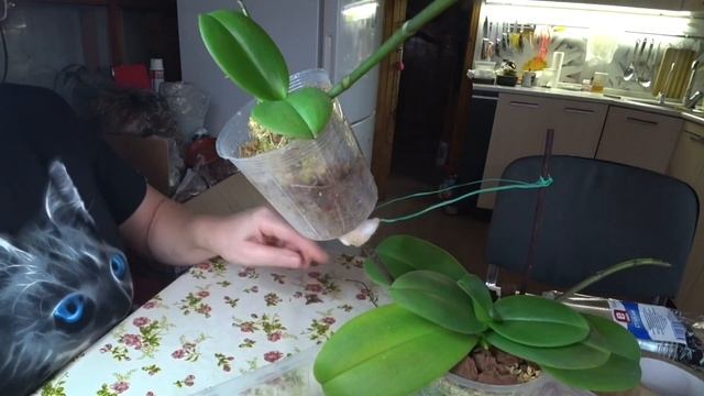 Орхидеи / Пересадка детки Виолет Квин в бОльший горшок и оставляю на цветоносе 3 ноября 2021 г. смотреть онлайн