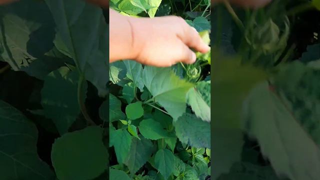 #гибискус #экзотическиерастения #садовыерастения #гибискусизсемян