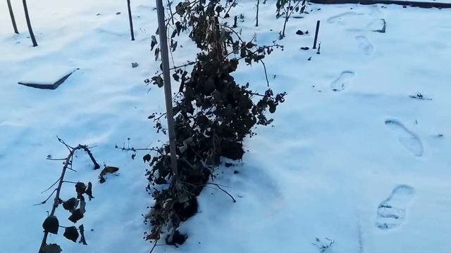 Подготовка малины к зиме. Ремонтантную малину правильно обрезаем, грамотно прижимаем к земле .