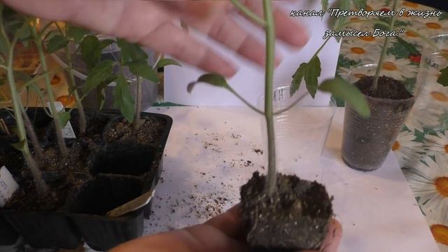 Томаты переваливаем второй раз в удобные стаканчики смотреть онлайн